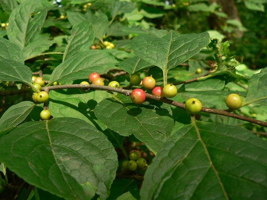{Ilex montana}